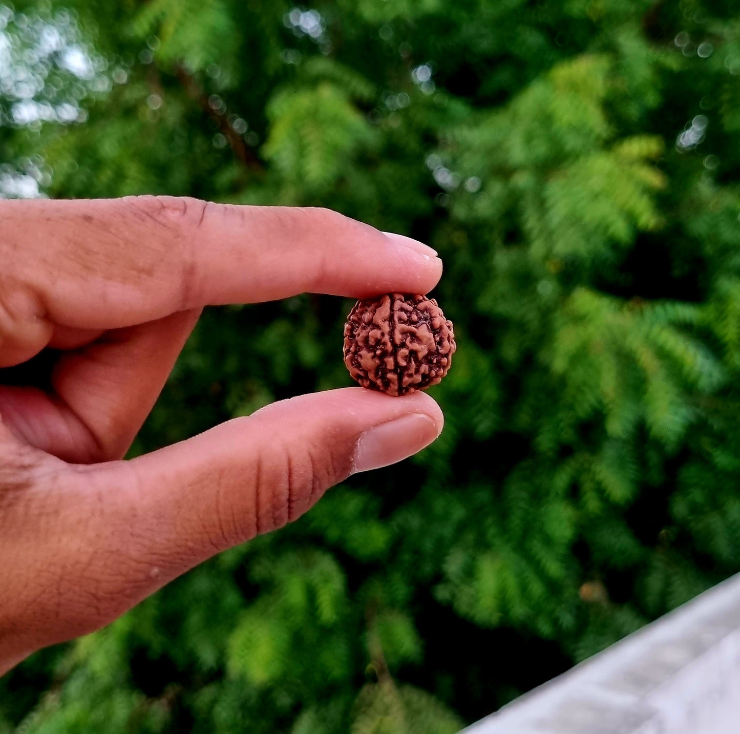 18K Gold Plated 5 Mukhi Rudraksha Mala