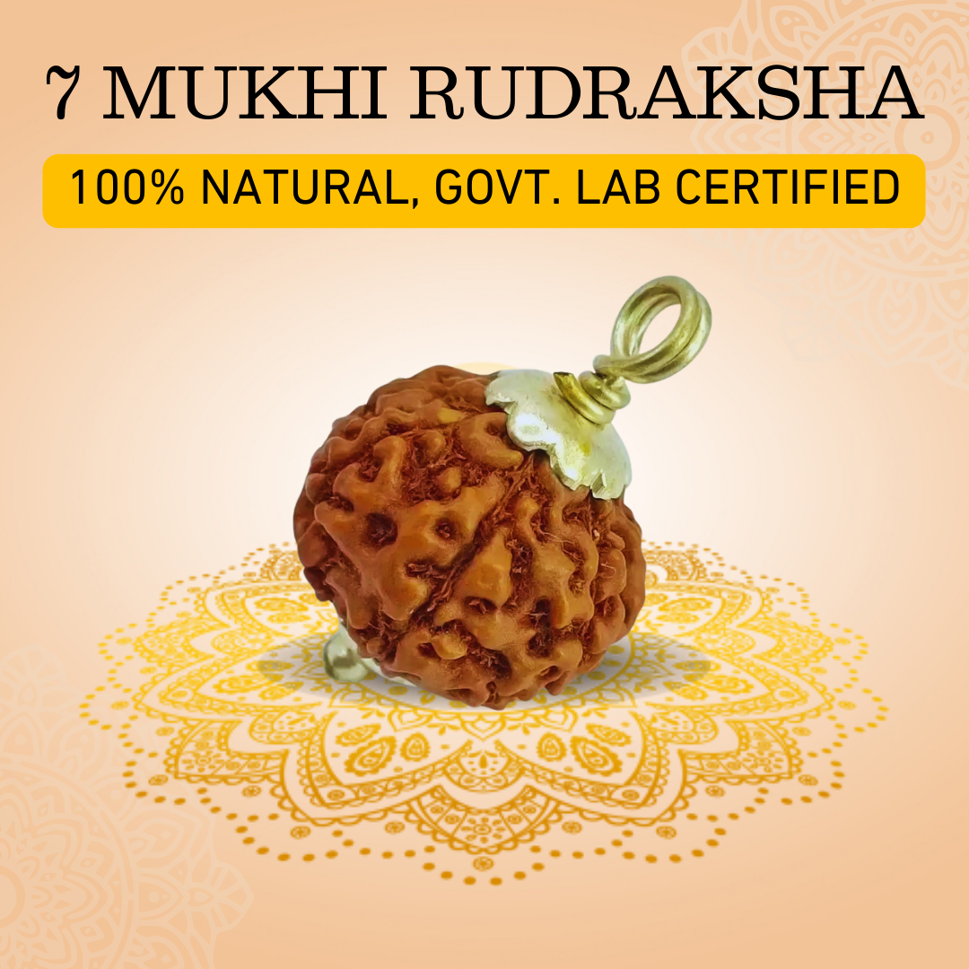 7 Mukhi Nepali Rudraksha - 100% Original