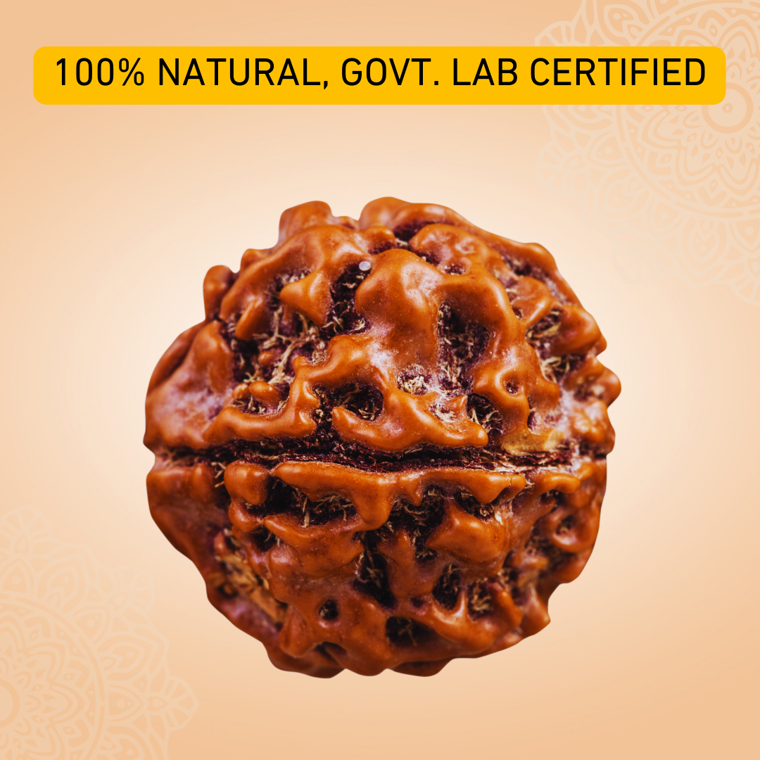 7 Mukhi Nepali Rudraksha - 100% Original